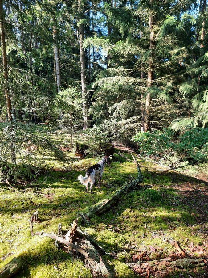 Forest Paradise Stružná エクステリア 写真